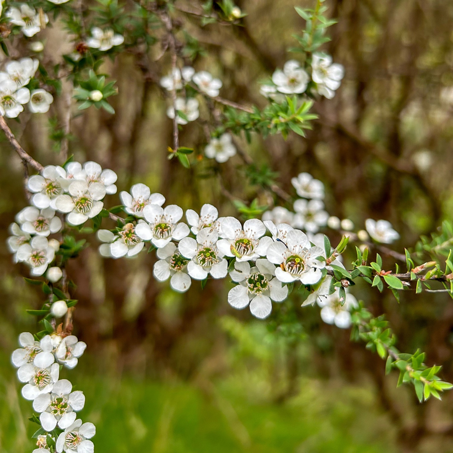 マヌカの花
